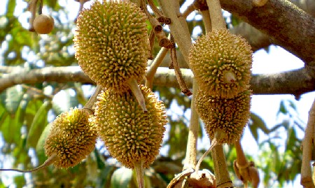 Durian Tree with Fruit